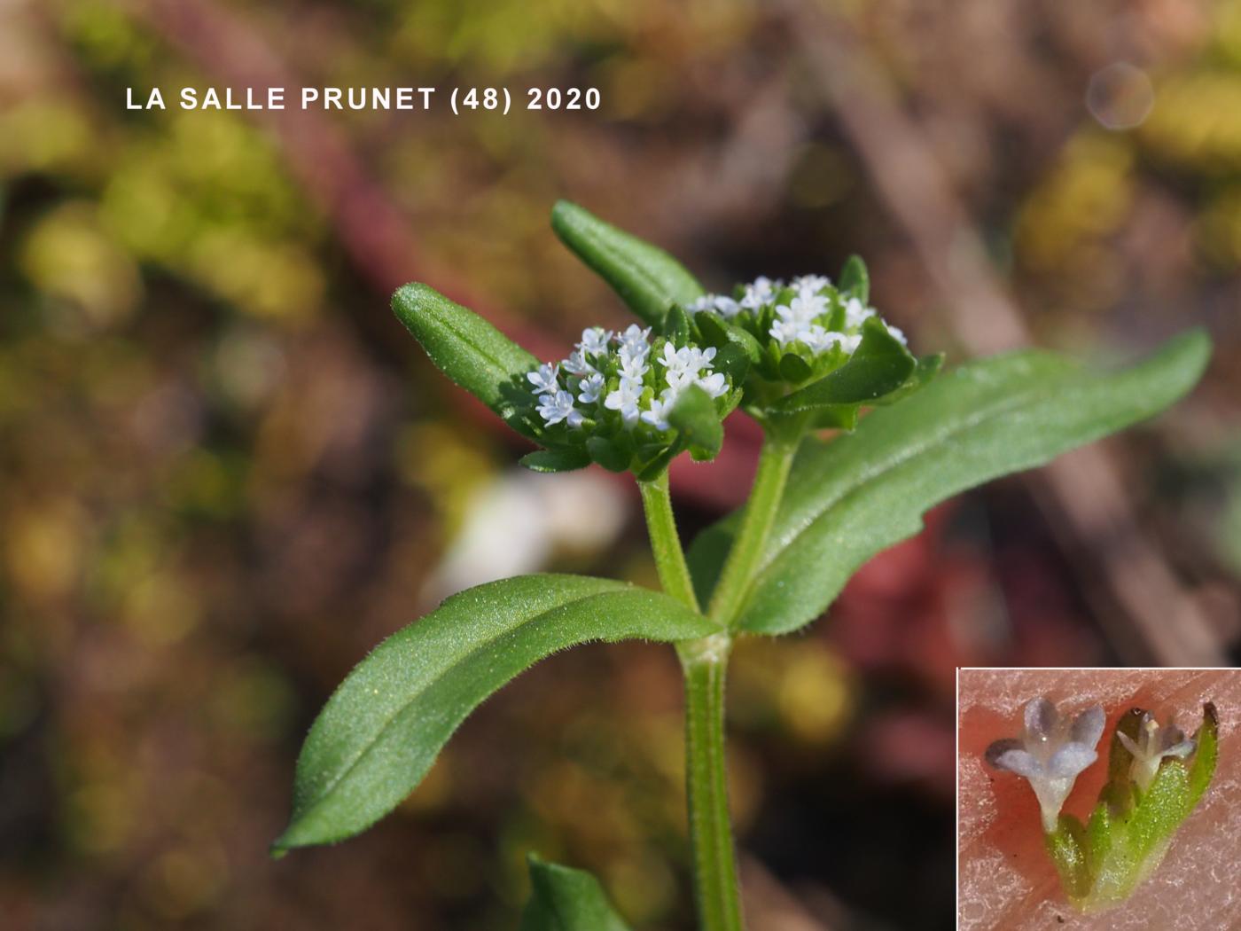 Lamb's Lettuce flower